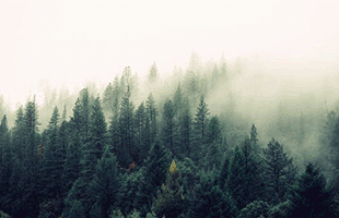 nature-forest-trees-fog